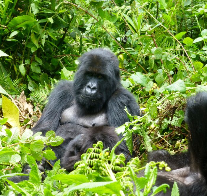 4-days-uganda-gorilla-safari-from-kigali-rwanda