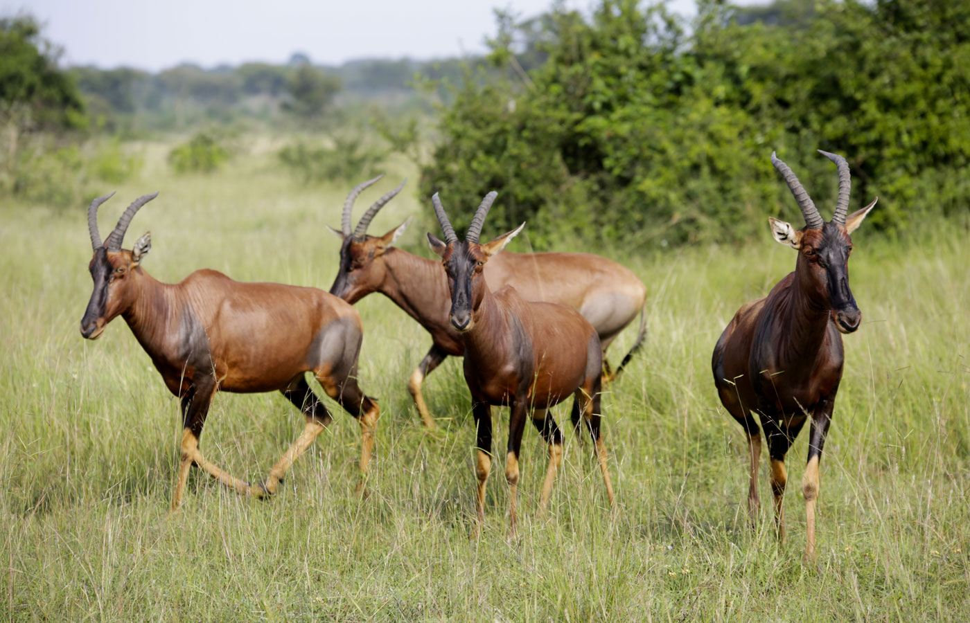 6-days-uganda-gorillas-wildlife-safari