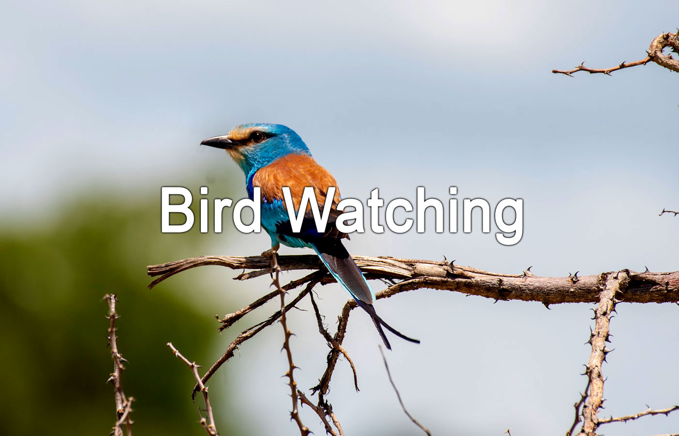 bird-watching