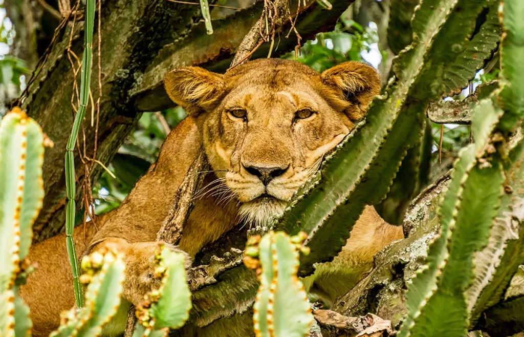 10 days uganda exclusive luxury safari 1200