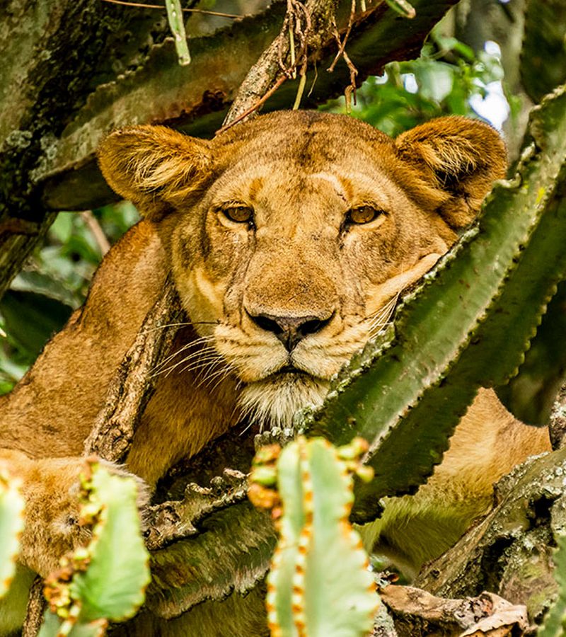 10-days-uganda-exclusive-luxury-safari