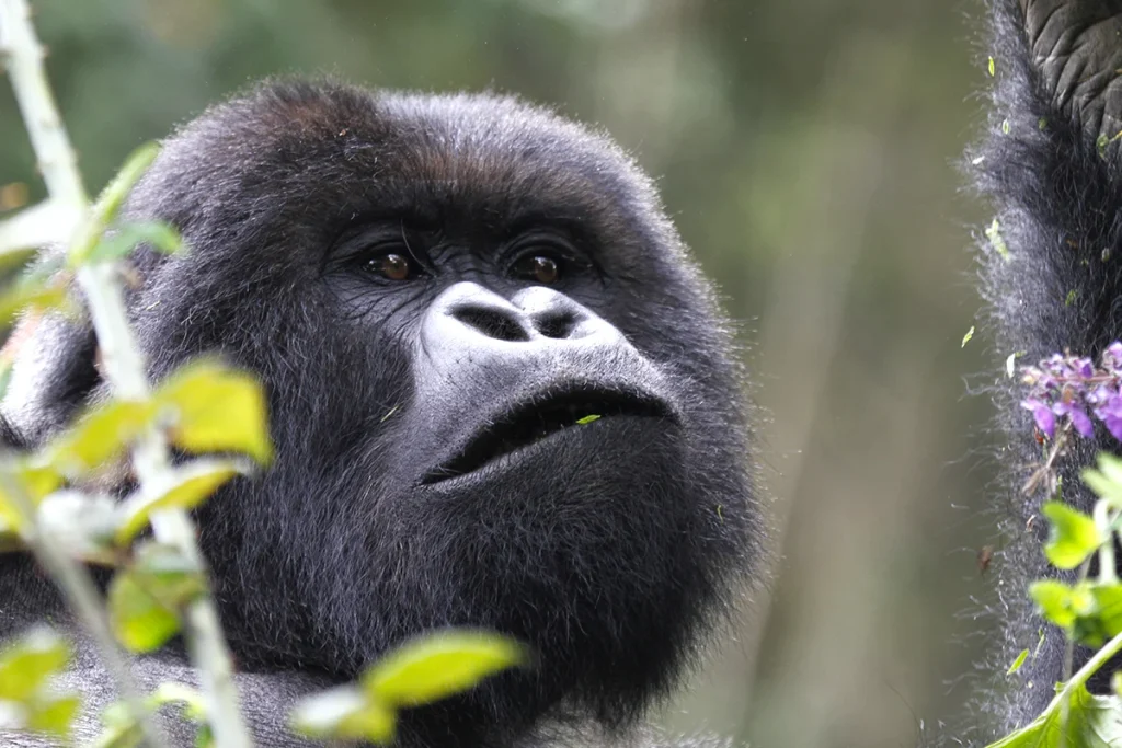 Adult Gorilla Bwindi 1200