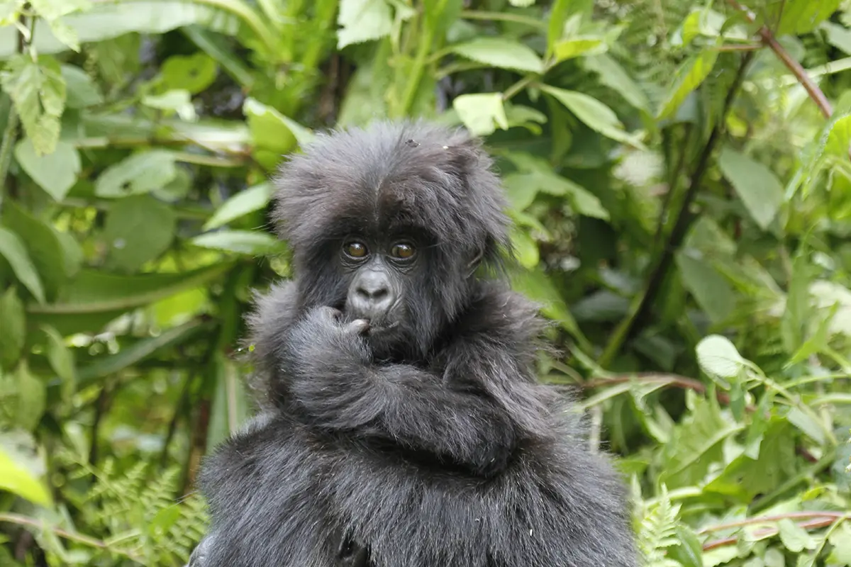 Baby Mountain Gorilla
