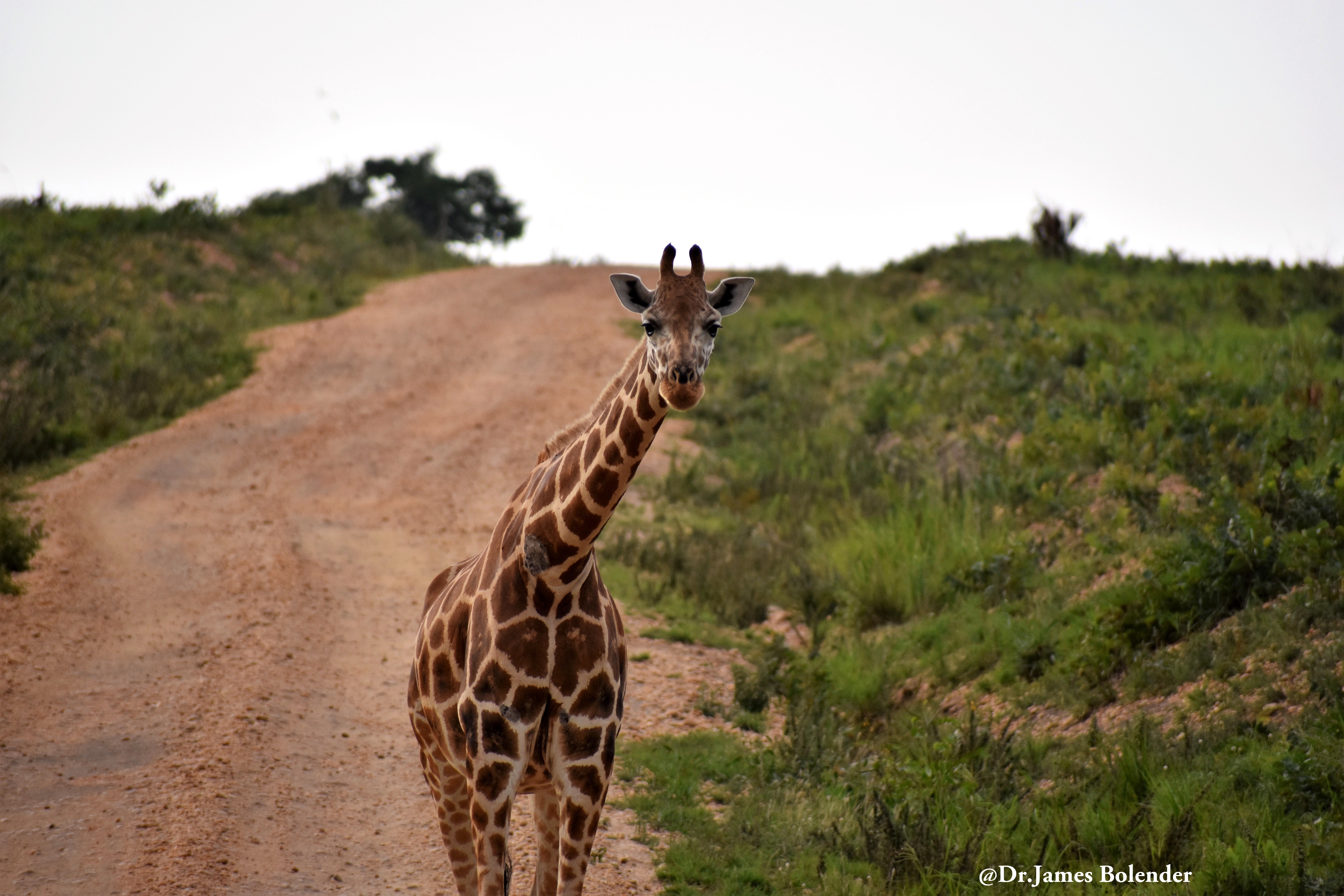 10 Days Uganda wildlife safari with gorilla and chimp tracking trip, Lions tour | Gorilla Link Tours