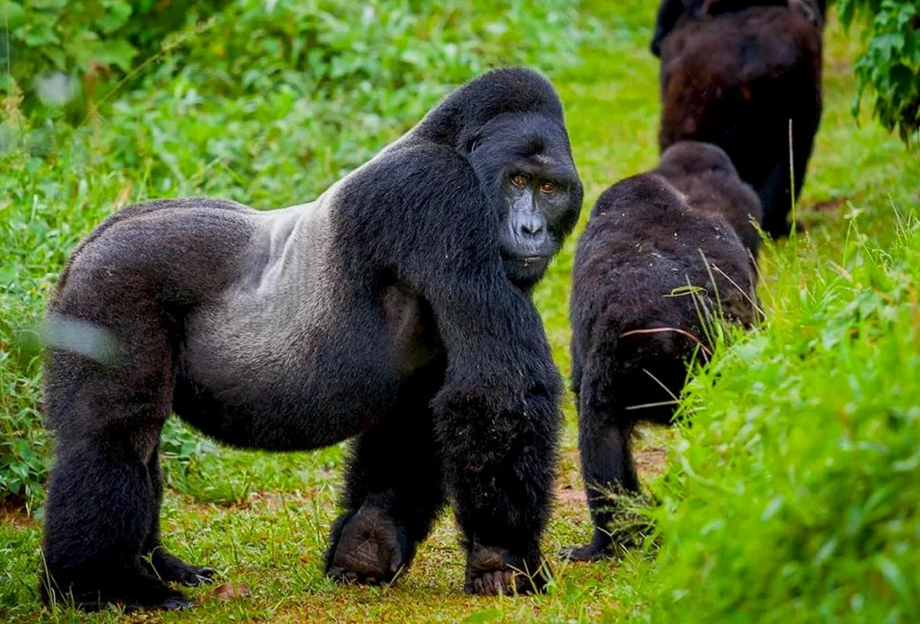 Gorilla Trekking Uganda 1200