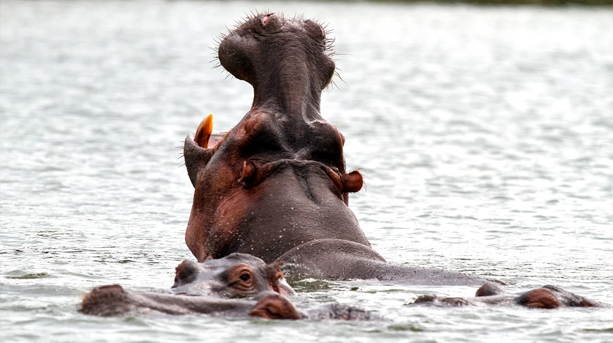 Hippo Kazinga Channel Queen Elizabeth NP Uganda 1200