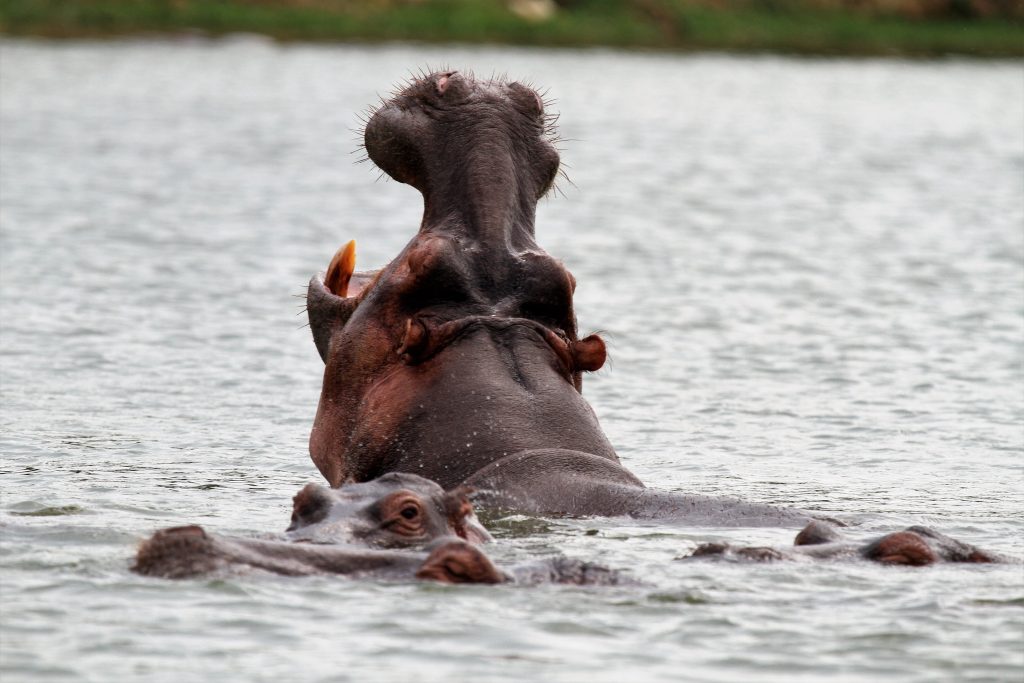 8 Day Uganda wildlife Budget safari