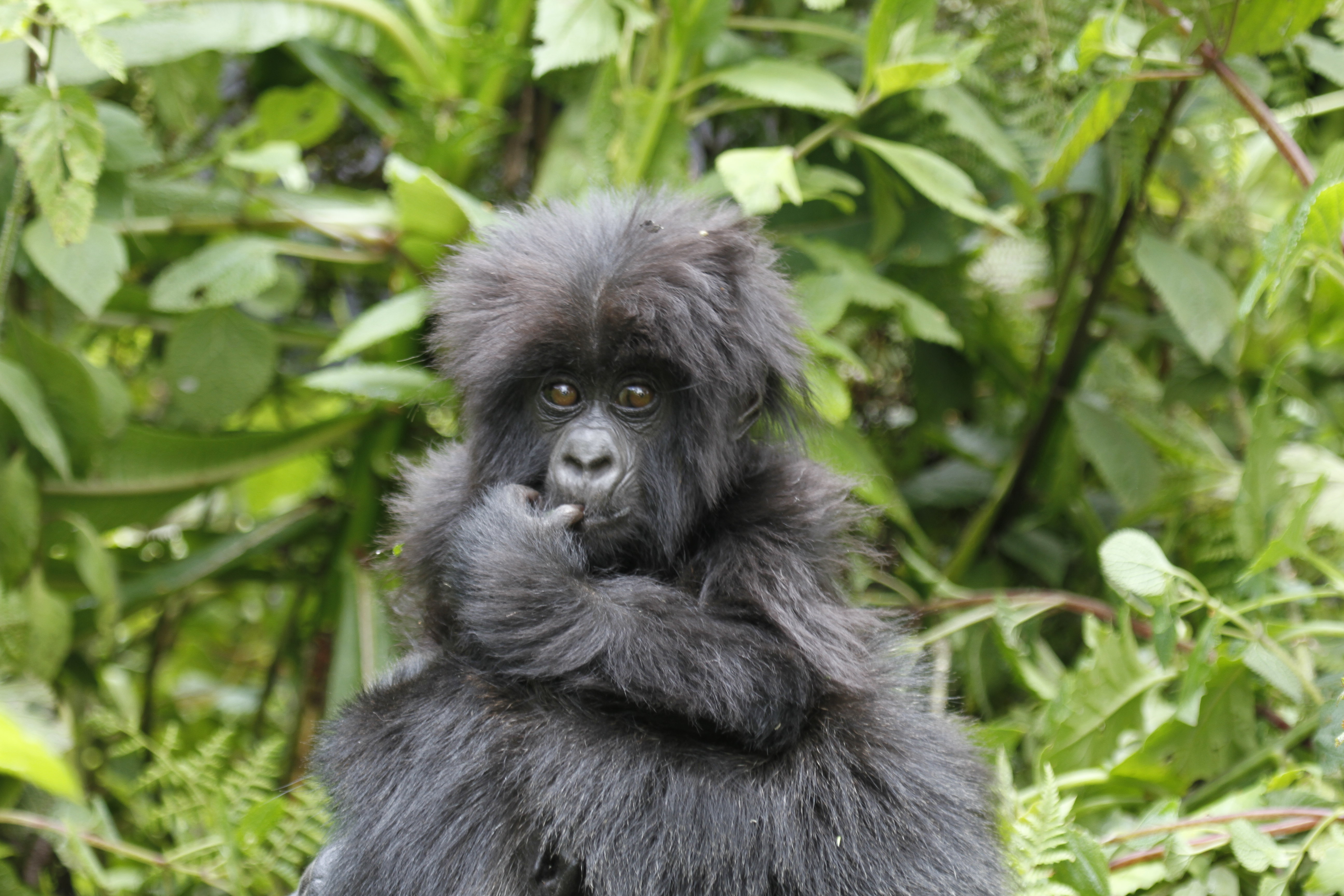 Mountain baby gorilla in Bwindi Forest