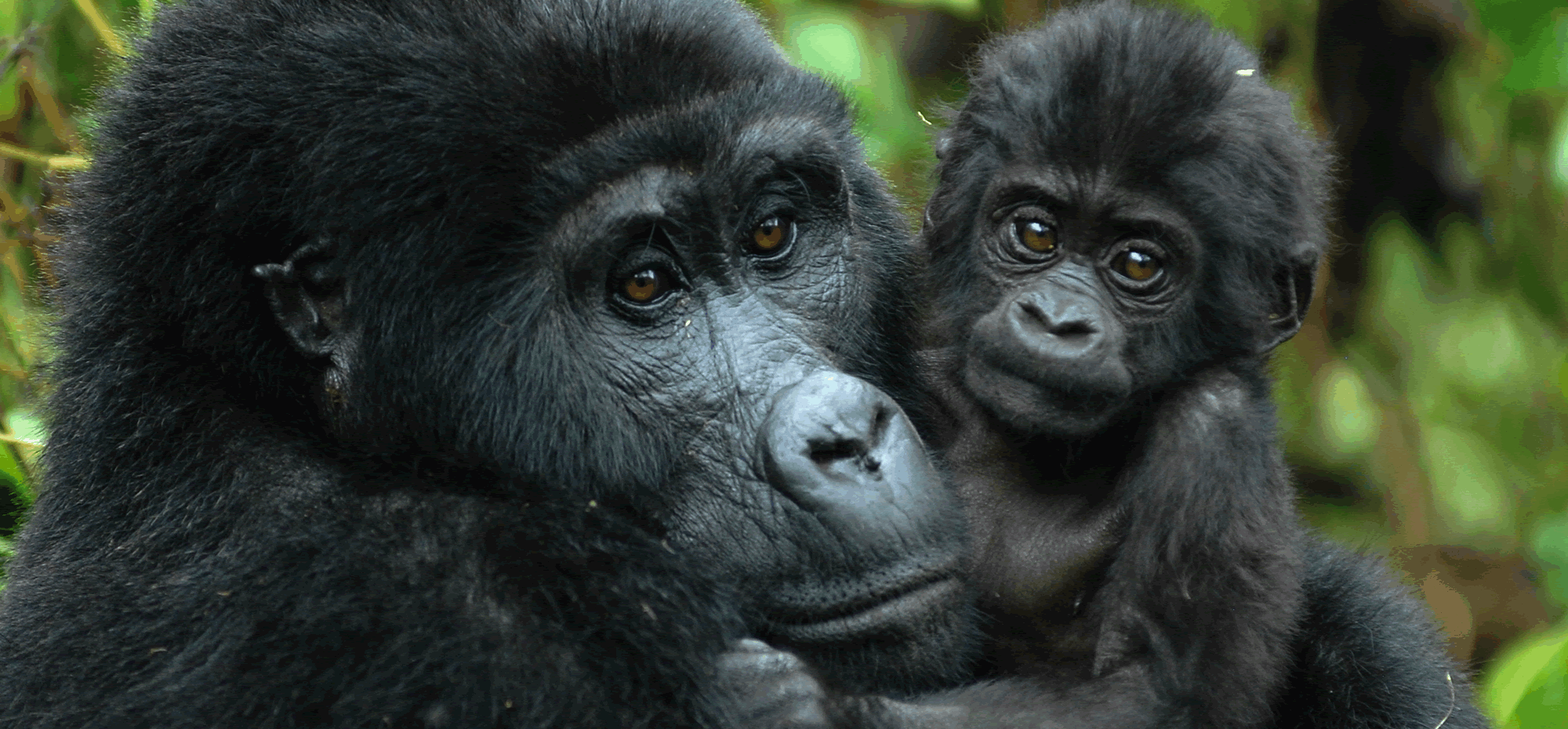 Rwanda-Uganda-Gorilla-Tracking-Tours