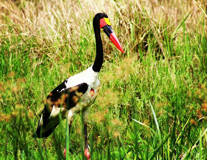 19 Days Birding Uganda safari and exclusive photography tour | Gorilla Link Tours - saddle_billed_stork_murchison_falls_national_park