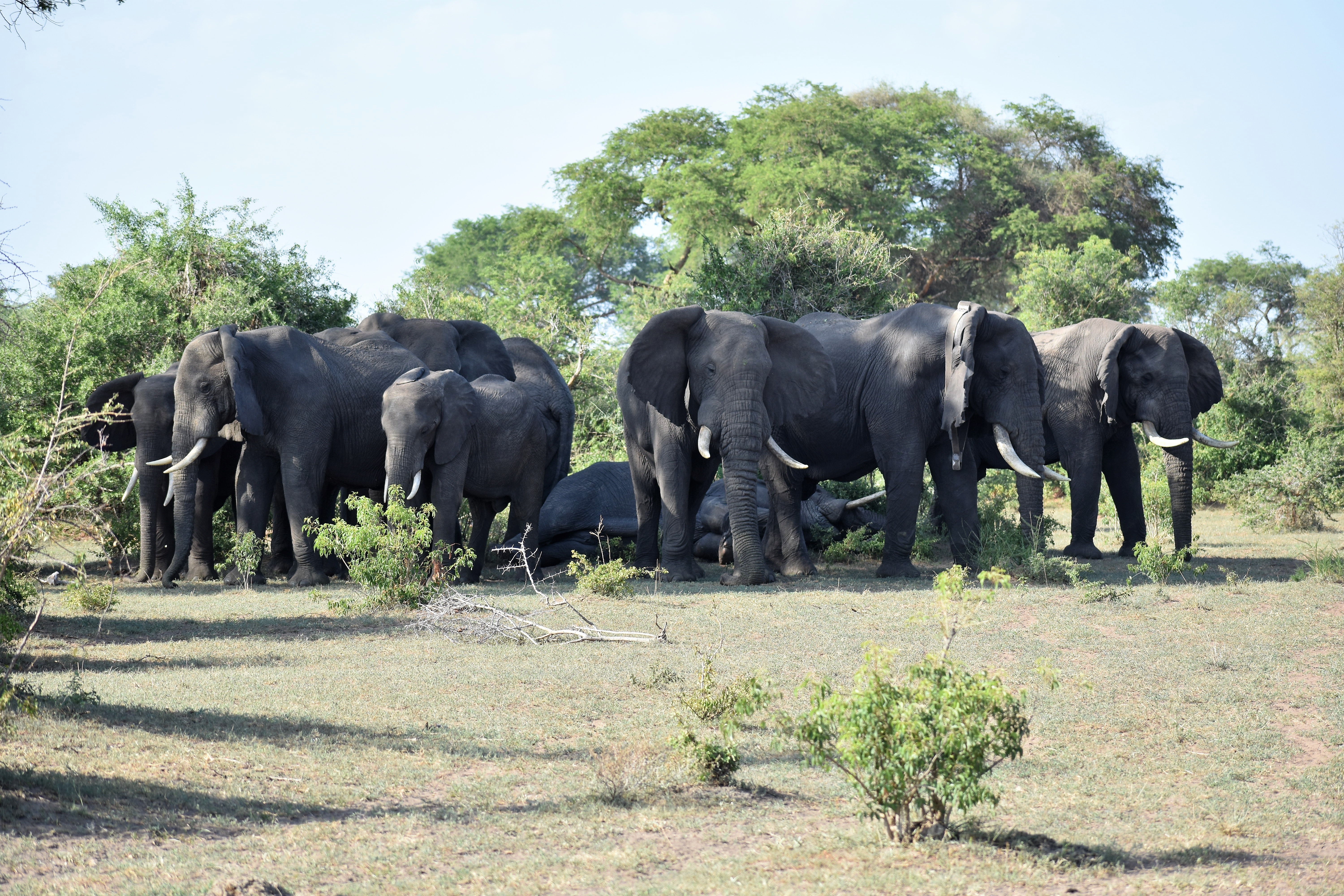 Uganda safaris elephants game drives