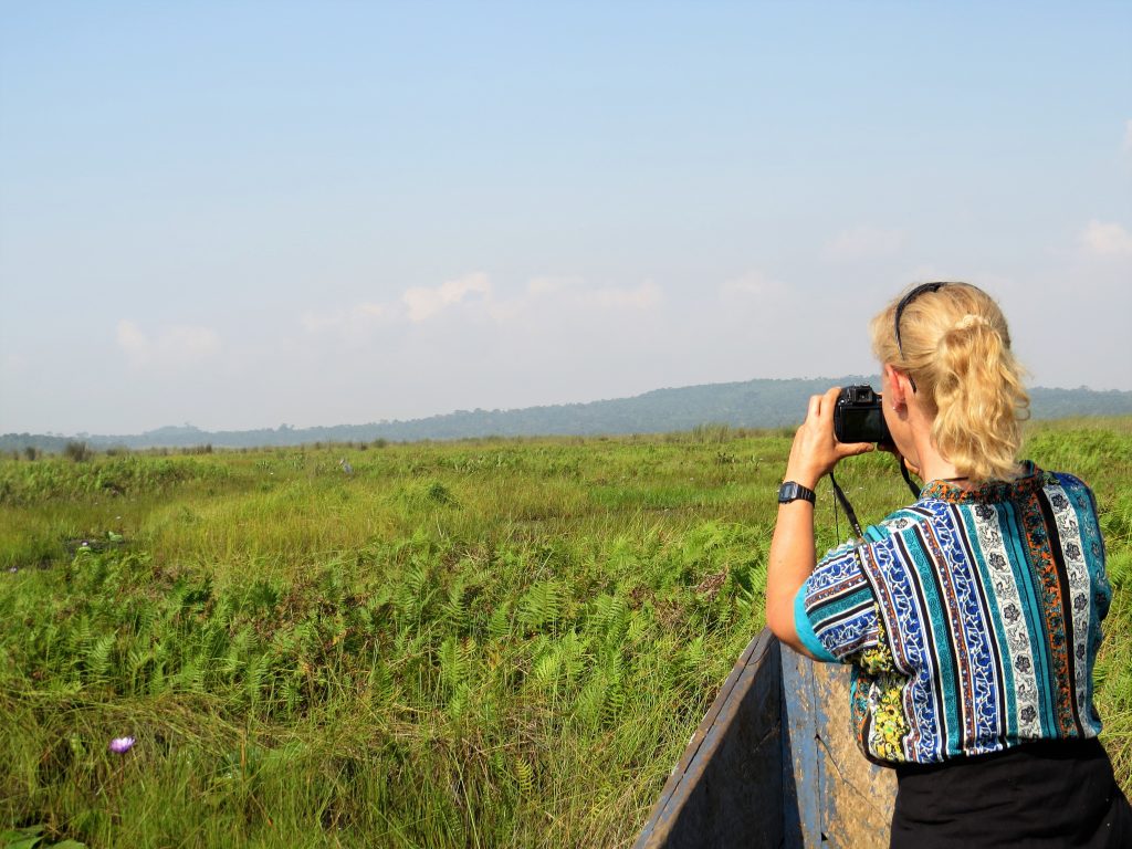 Shoebill stork on camera at Mabamba Wetland swamp