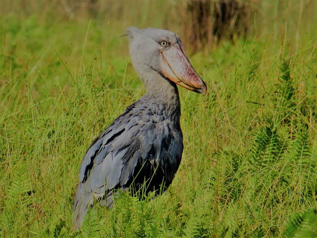 Bird Watching safaris in Uganda