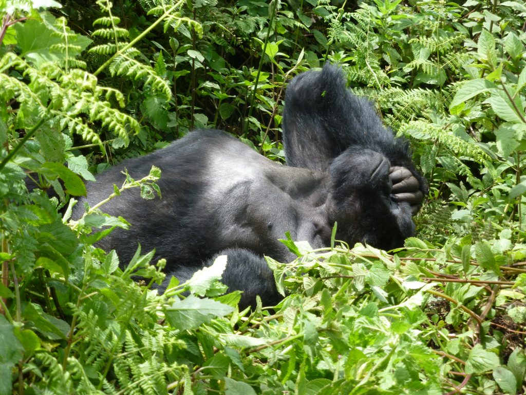 Gorilla trekking. Silverback Gorilla @Gorilla Link Tours