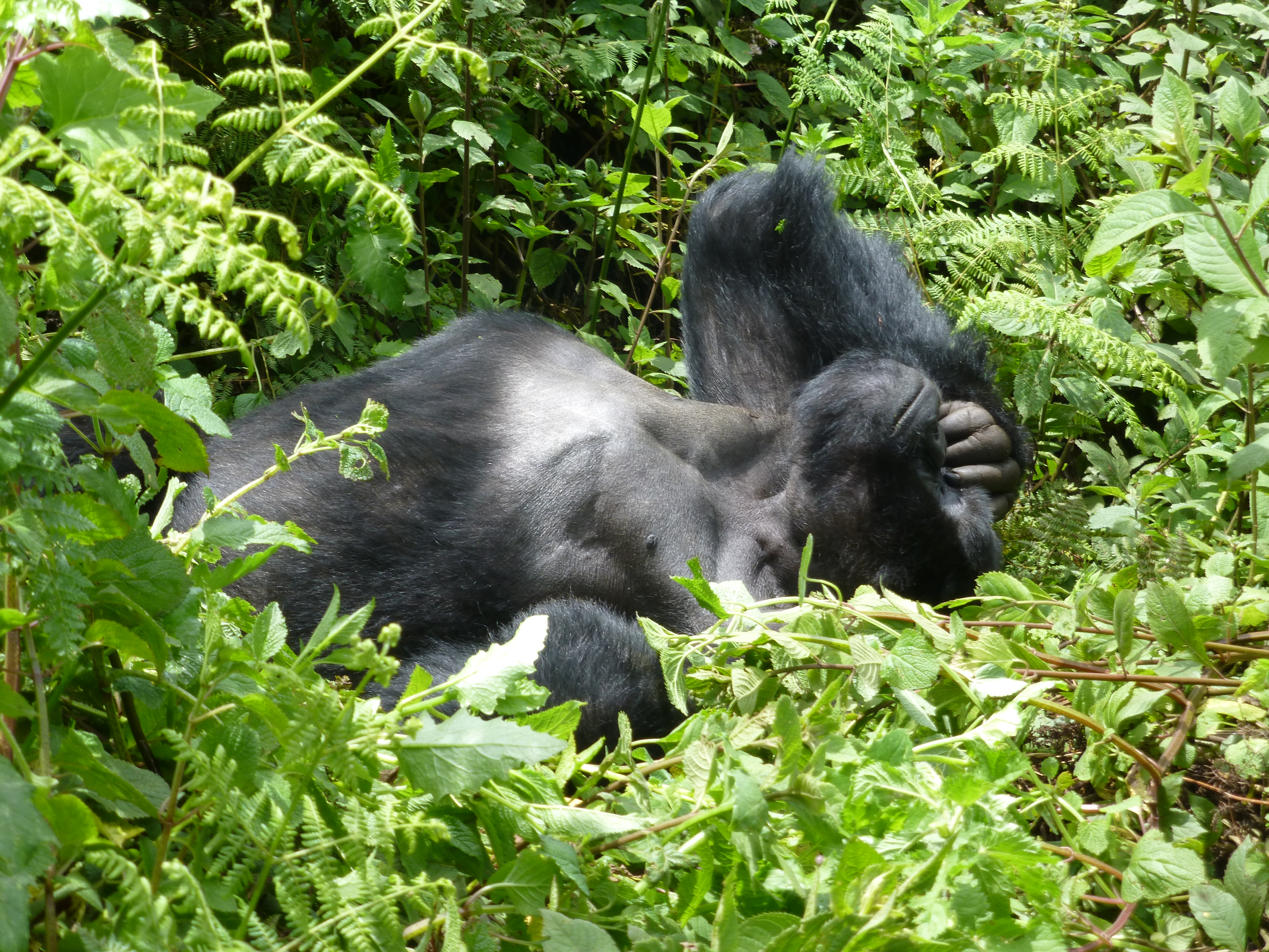 Gorilla Tracking Safaris in Uganda