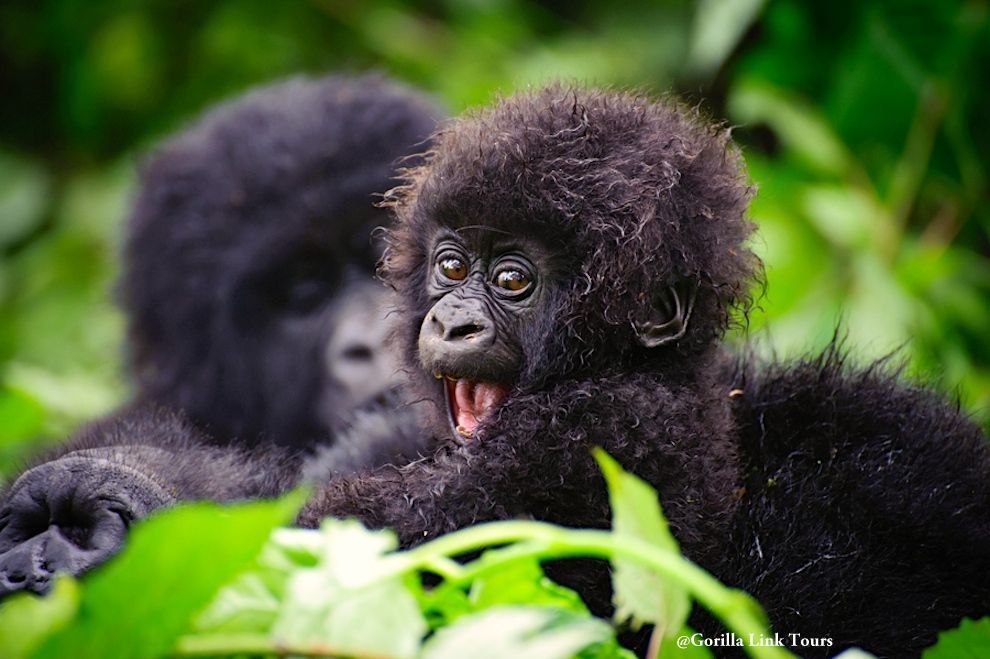 9 Day Uganda Exclusive Fly in safari with gorilla and chimpanzee tracking tour