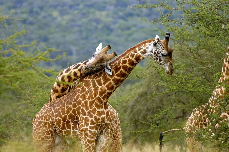 giraffes in rwanda - 10 Days Best of Rwanda safari, Mid range tour with gorilla, chimpanzee and golden monkey tracking