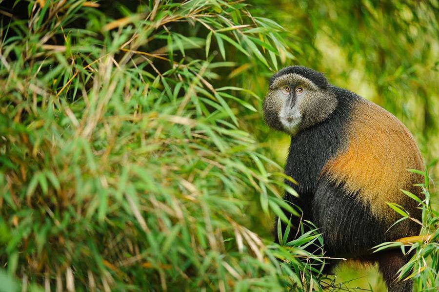 4 Days Mgahinga Gorillas and Golden Monkeys Safari - Golden Monkey Tracking