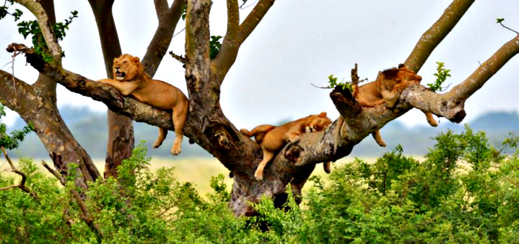 queen elizabeth national park uganda