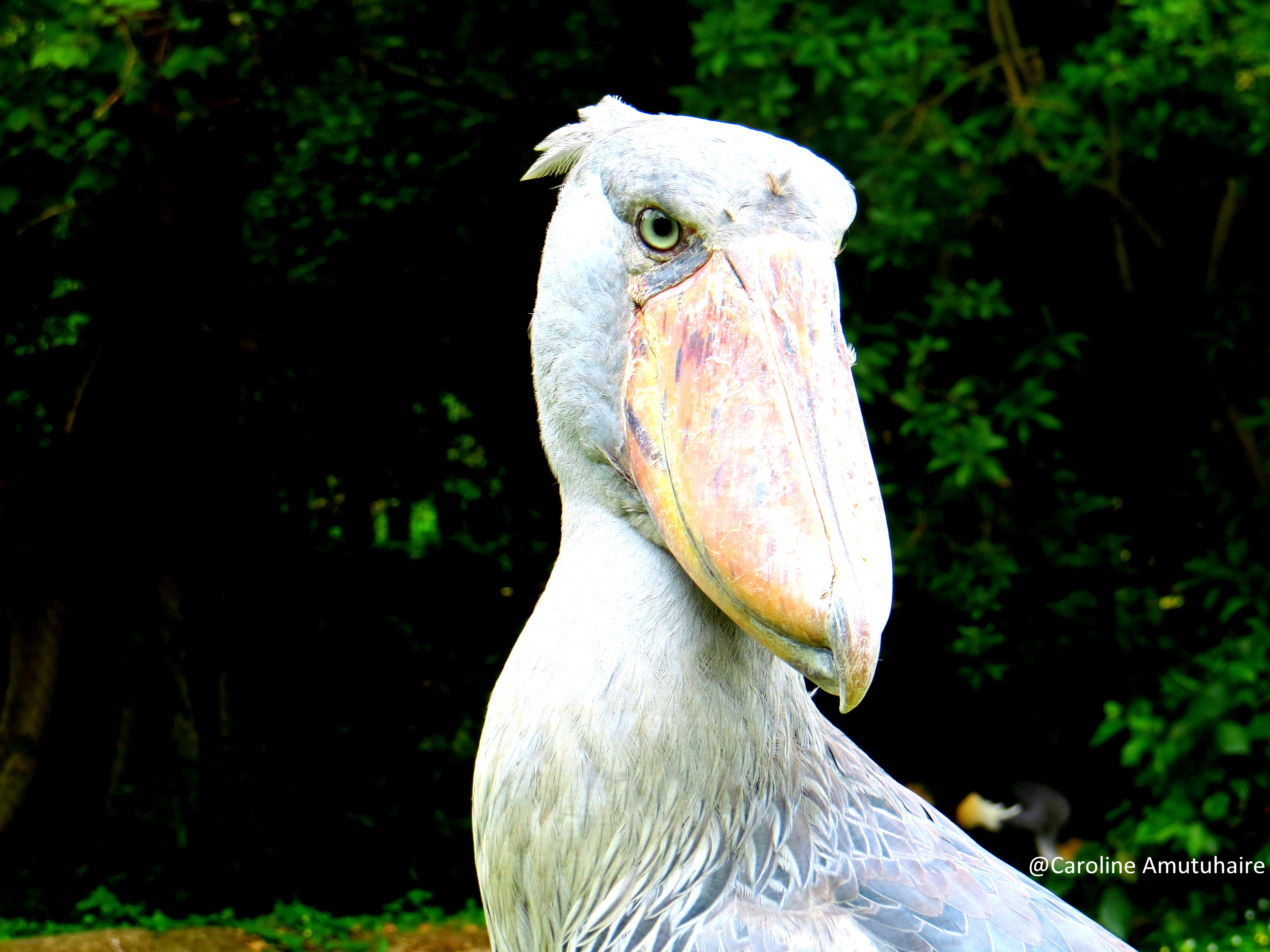 Shoebill stork common at Mabamba wetland swamp