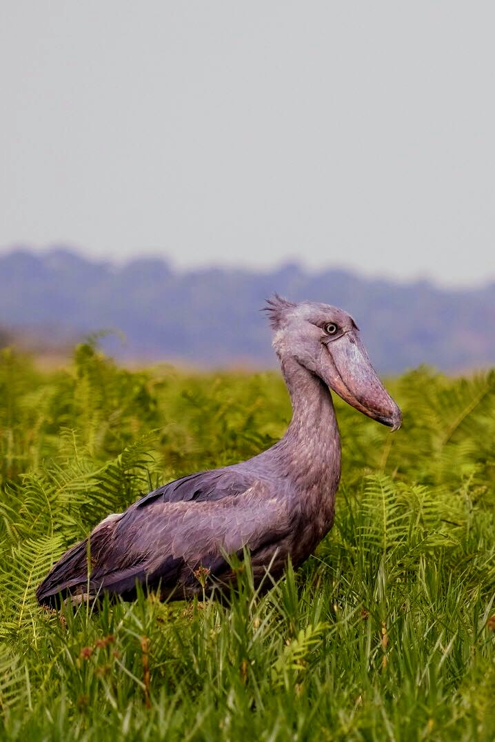 Mabamba swamp sheobill stork
