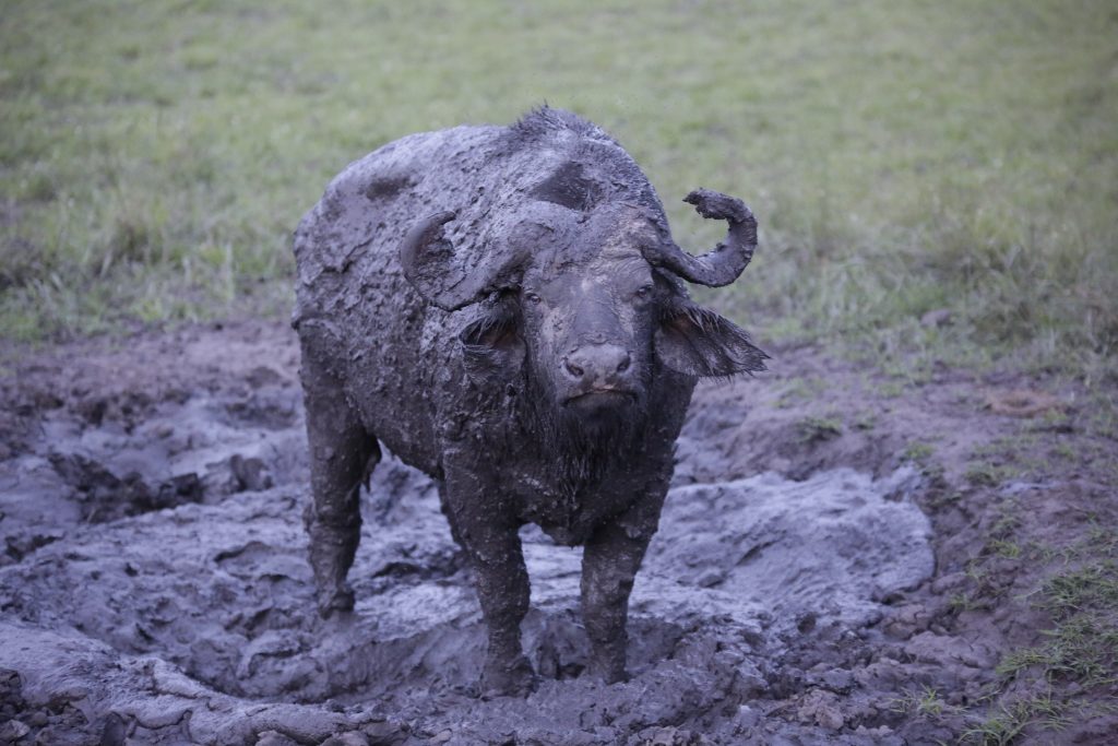 African Cape buffalo- One of the big five safari animals in Uganda