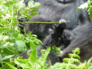 Baby Gorilla
