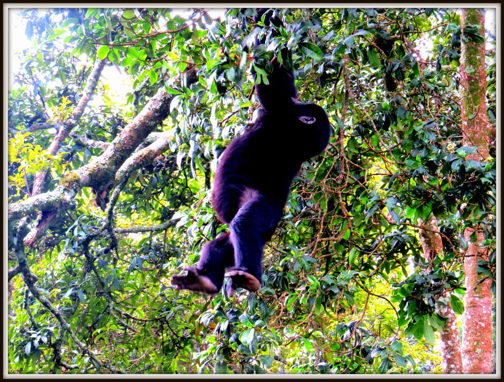 Baby Gorilla feeding in Bwindi Forest