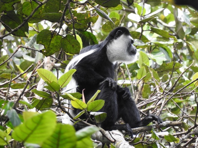 Black and white colobus monkey- Kibale National Park