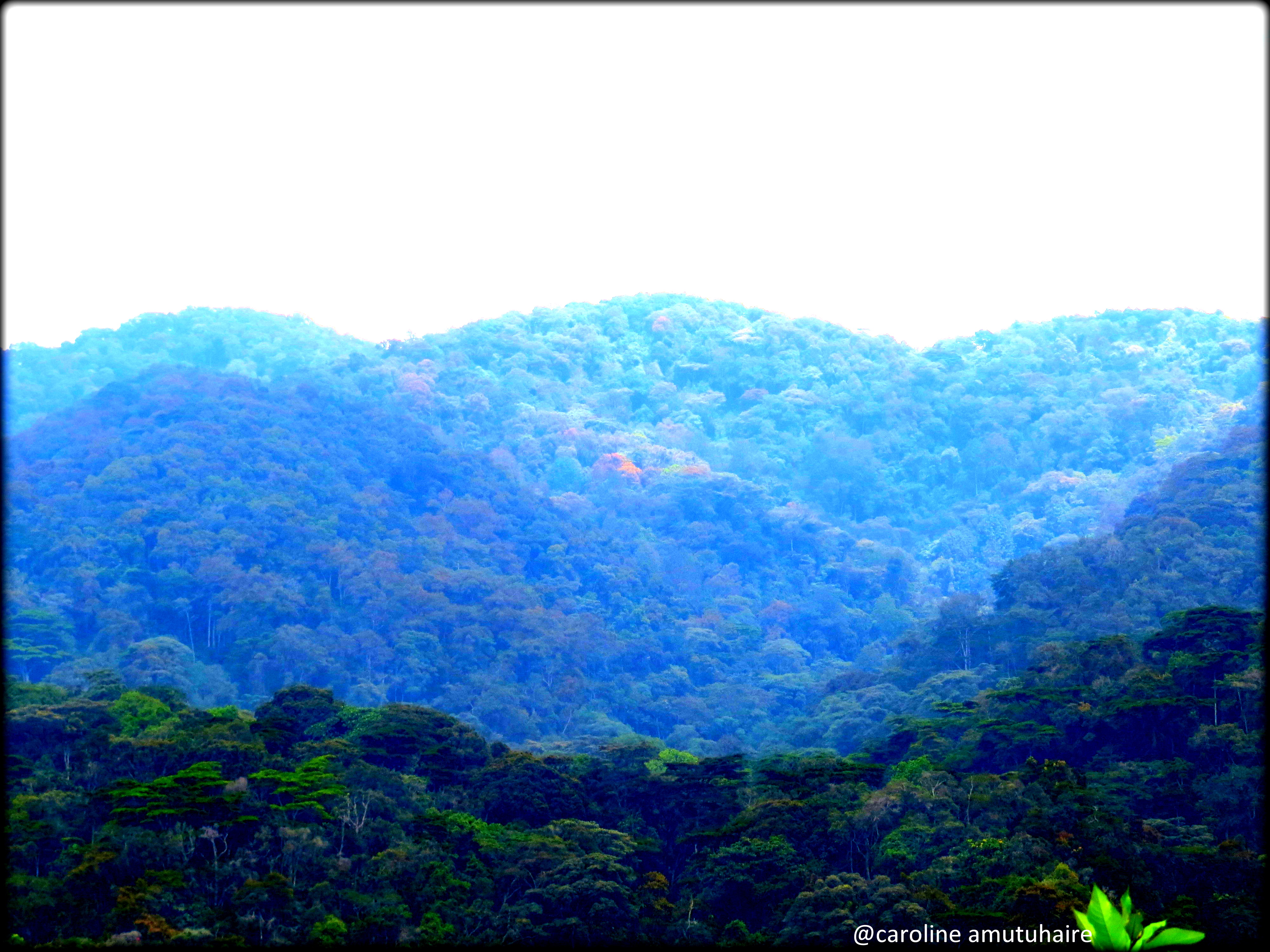 Getting to Bwindi Impenetrable National Park- Uganda Long Safaris