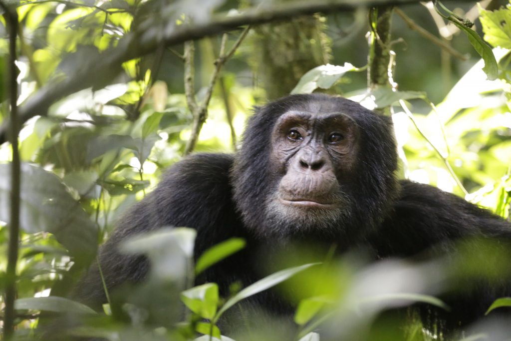 Chimpanzee seen on chimpanzee trekking safaris in Kibale NP- Chimpanzee trekking safaris in Uganda