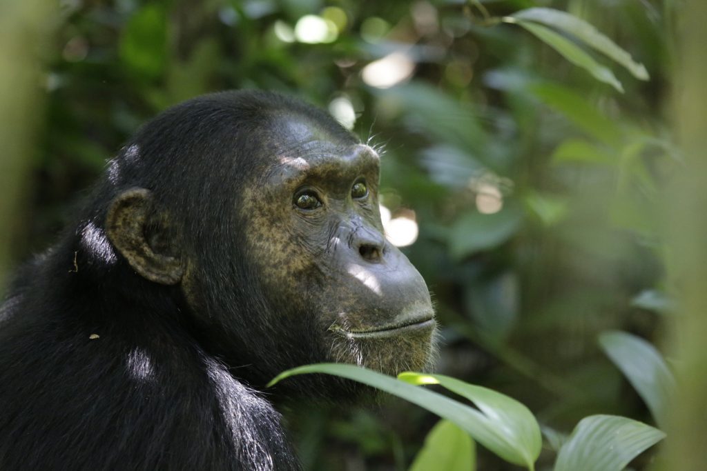 Adult Chimpanzee seen on chimp treks- Chimpanzee Trekking safaris in Uganda