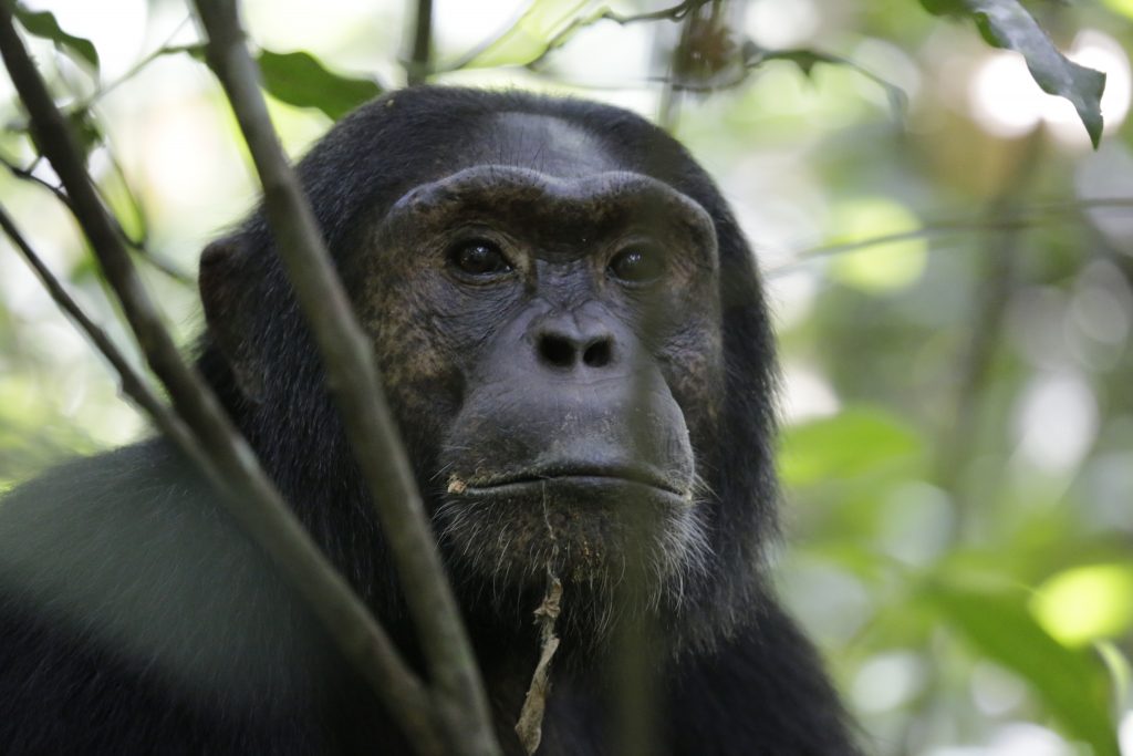 Chimpanzee in Kibale National park