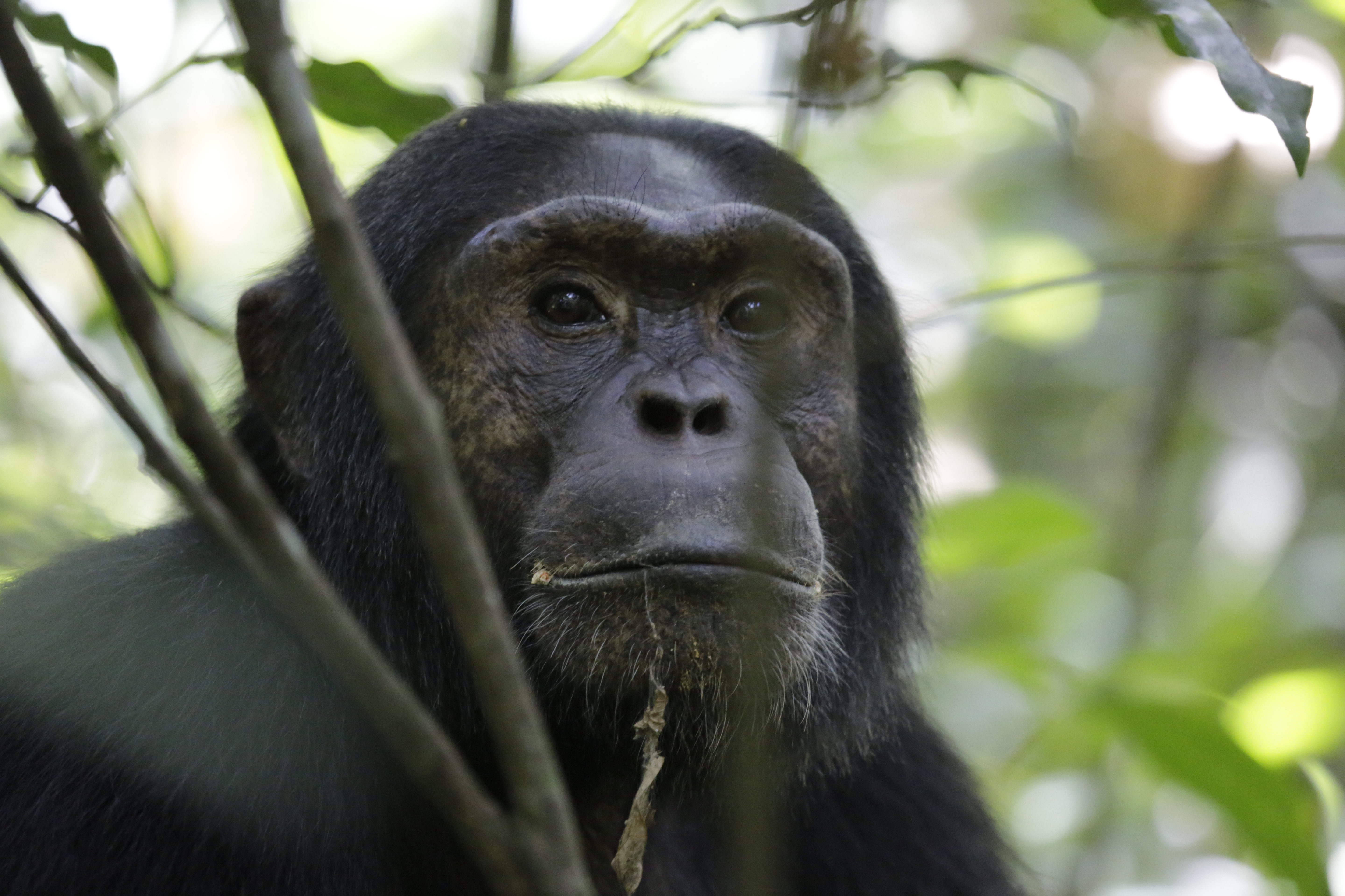 Chimpanzee in Kibale National park- 7 Days of Gorillas chimps and shoebill stork safari
