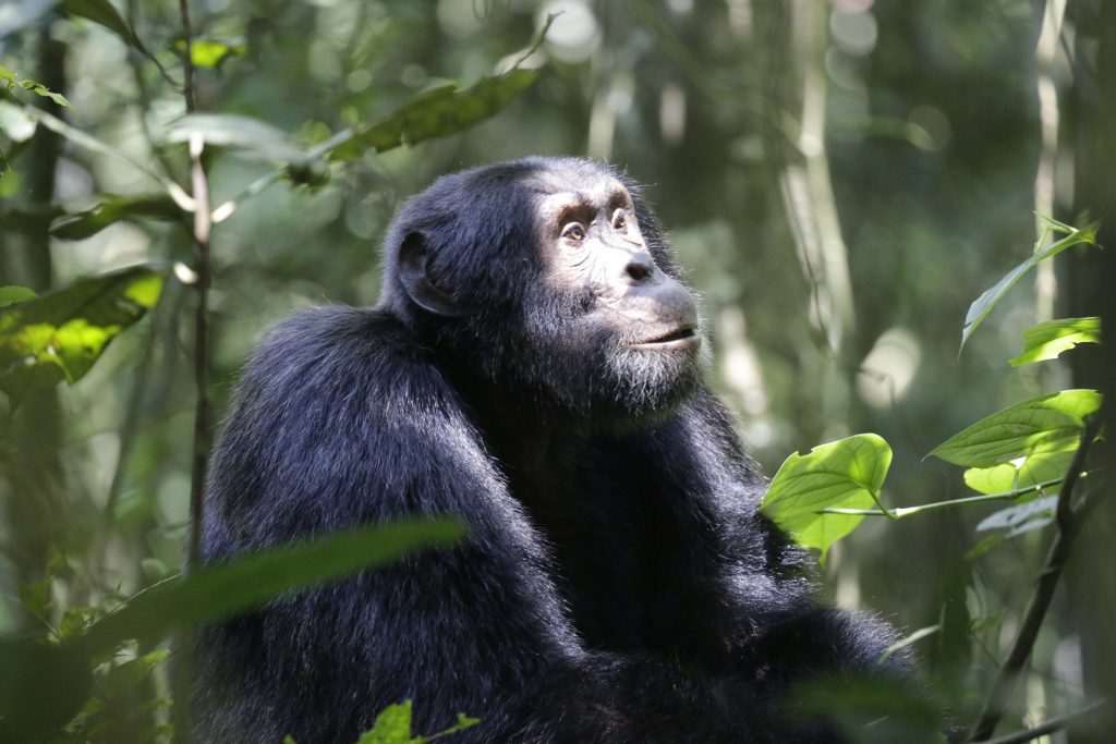 Chimpanzee in Kibale National parkp- Chimapnzee Trekking safaris in Uganda