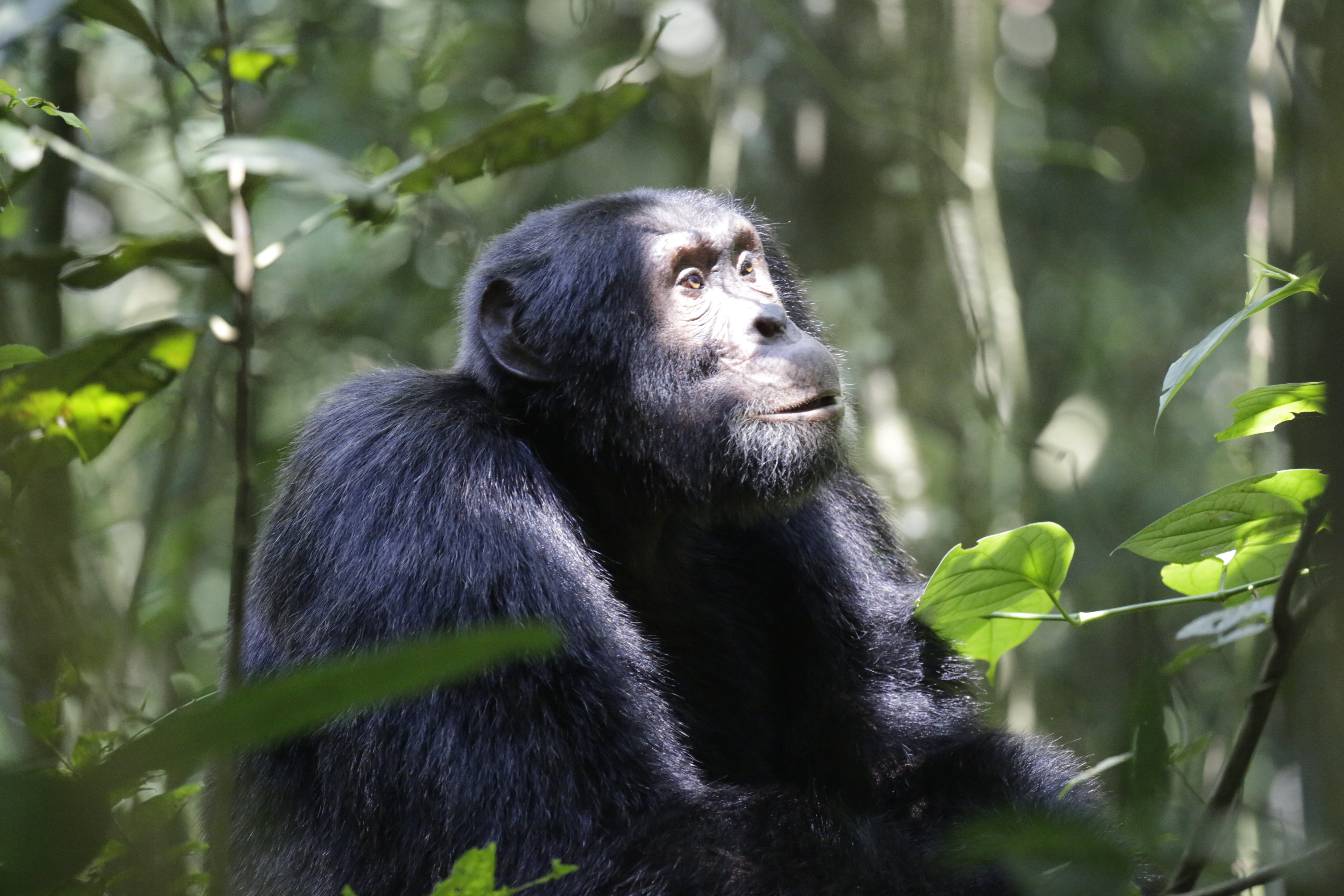 Chimpanzee in Kibale National parkp- Chimapnzee Trekking Tours in Uganda