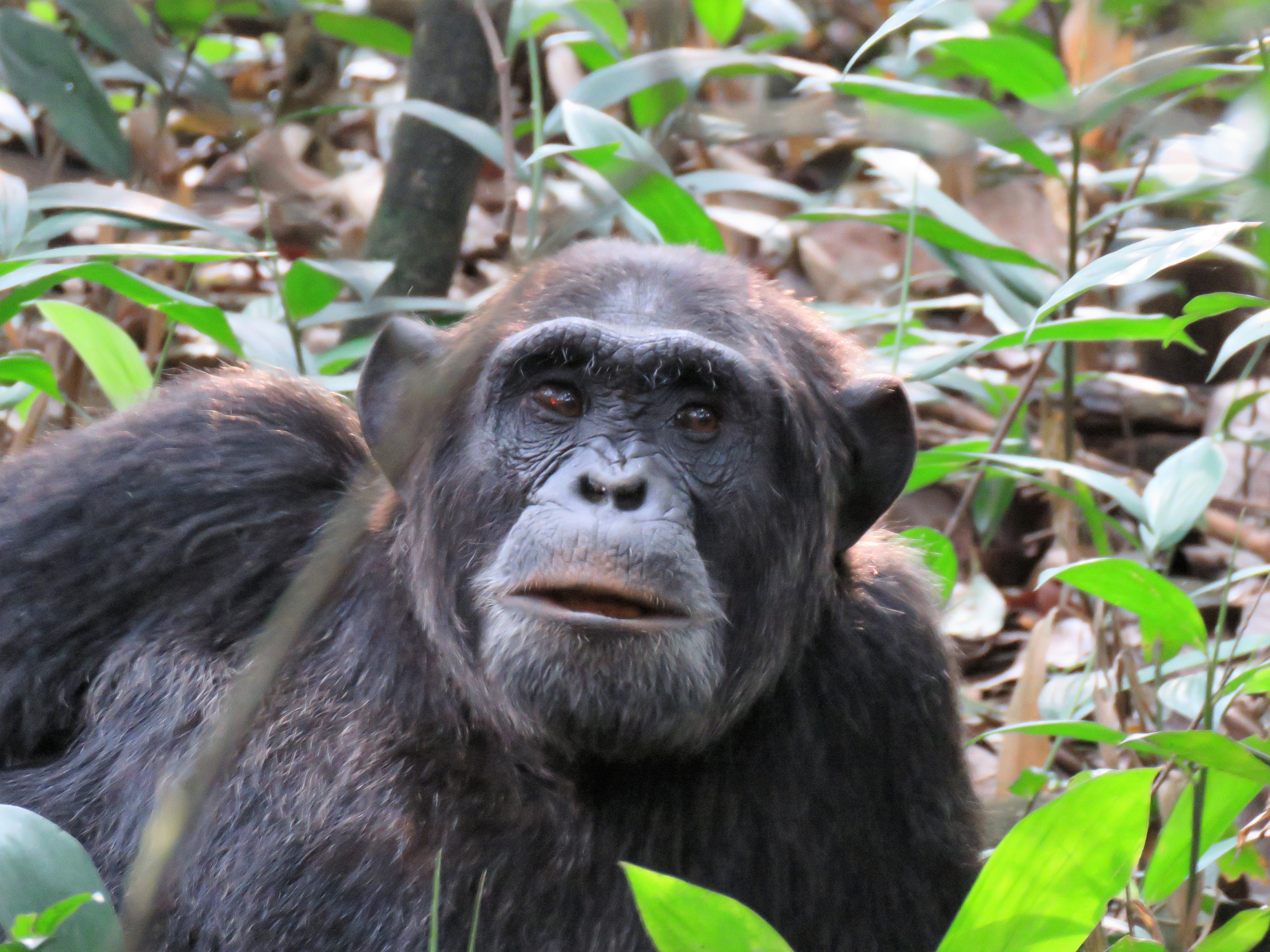 Chimpanzee Tracking and Chimpanzee Habituation