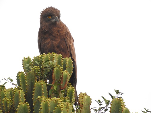 Best bird watching places in Uganda