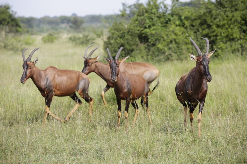 Topi- Ishasha sector- Uganda Long Safaris