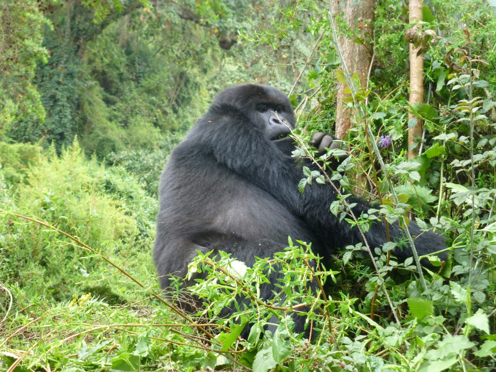 fly-in Gorilla tracking tour- Luxury safaris in Uganda