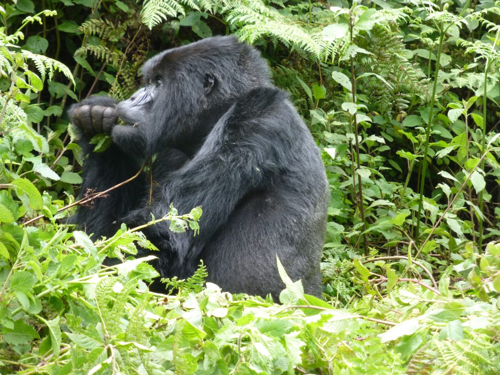 Mountain Gorilla seen during Gorilla trekking