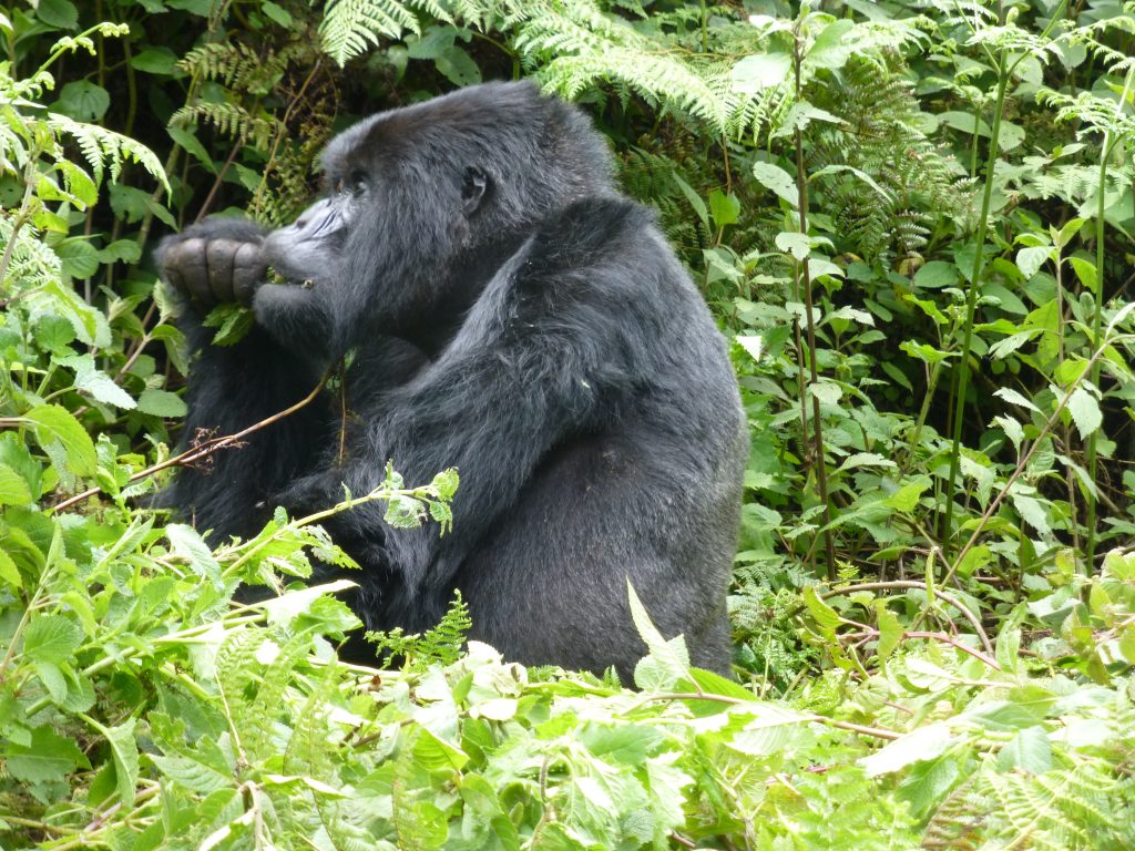 When to Book Gorilla Trekking Permits