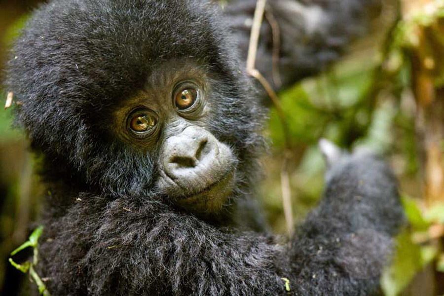 Gorilla Tracking Safaris in Uganda