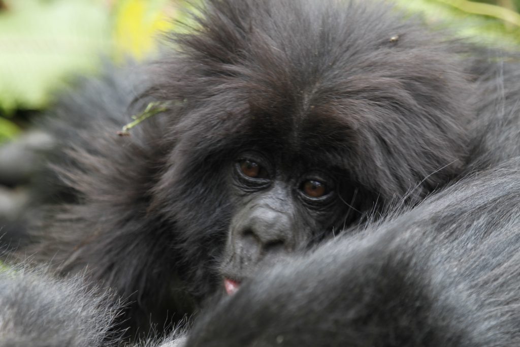 Mountain baby Gorilla- Gorilla Luxury safaris- 7 Days of Gorillas chimps and shoebill stork safari