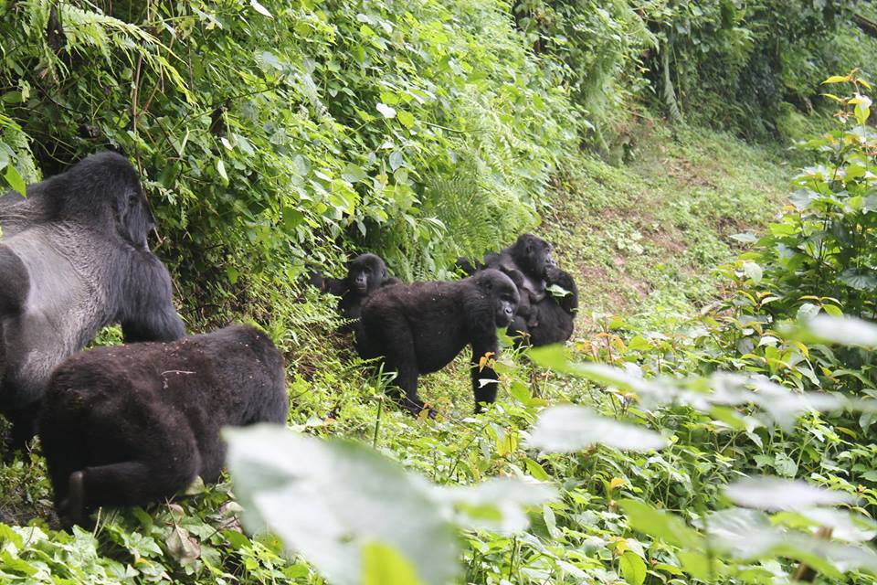 Mountain Gorillas in Bwindi Impenetrable NP