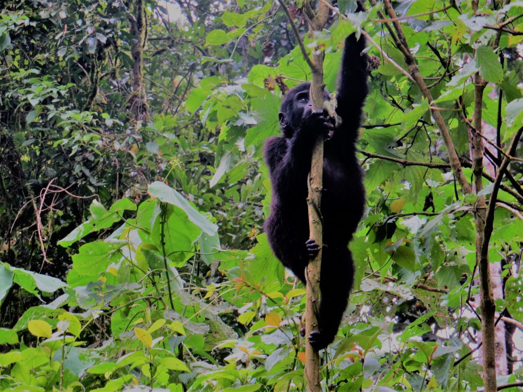 Visit Bwindi for Gorilla trekking