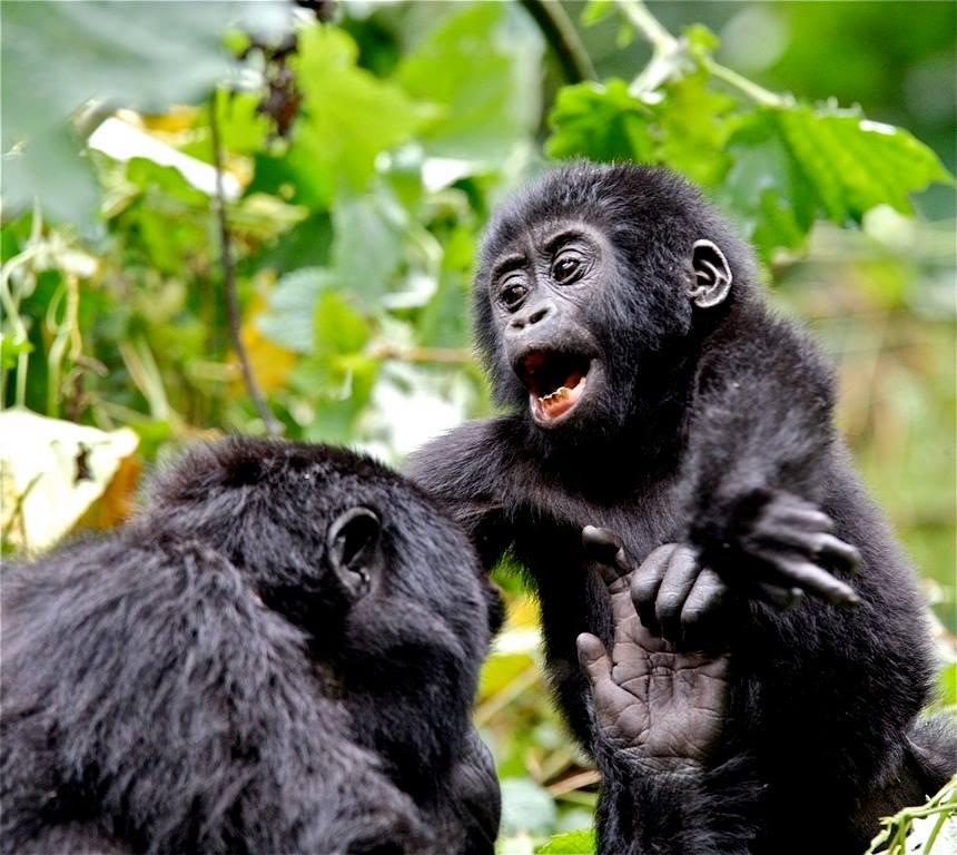 Gorilla Tracking Safaris in Uganda- Gorilla Luxury Safaris