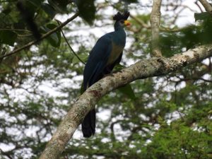 Great Blue Turaco- Commonly seen in Kibale National Park