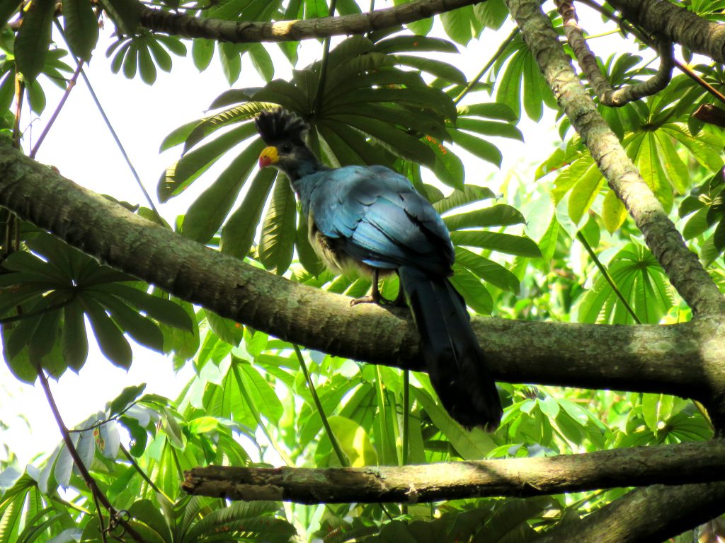 Great Blue Turaco- Best bird watching places in Uganda