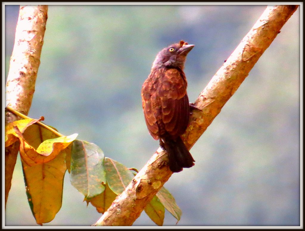 Bird Watching safaris in Uganda